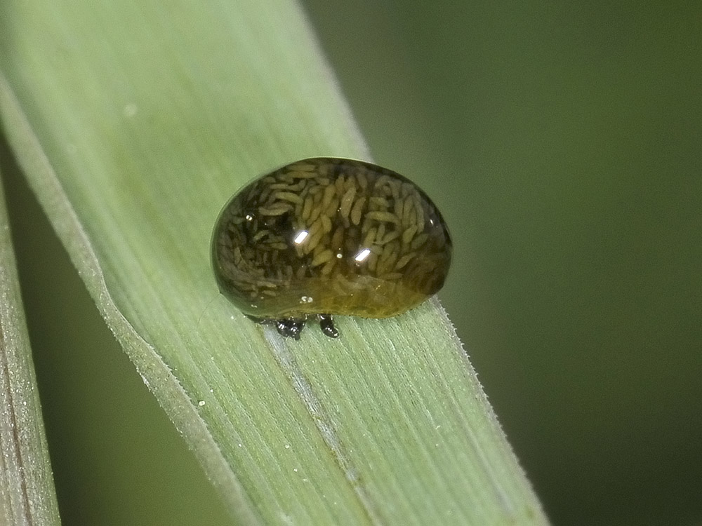 Strano esserino: larva di Oulema sp. (Chrysomelidae)